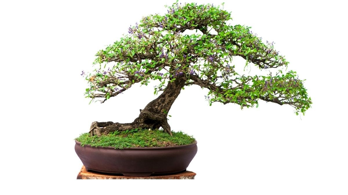 相模原市南区で盆栽・植木をお譲りします。処分予定のため、相模大野駅周辺での取引希望